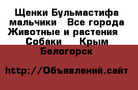 Щенки Бульмастифа мальчики - Все города Животные и растения » Собаки   . Крым,Белогорск